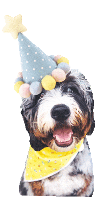 Dog Party Sticker