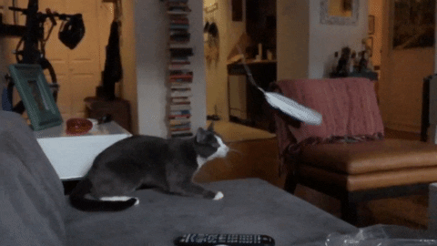 Ollie Cat Fail GIF by Romy