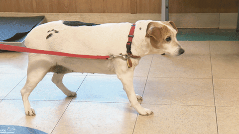 nat geo GIF by Nat Geo Wild 