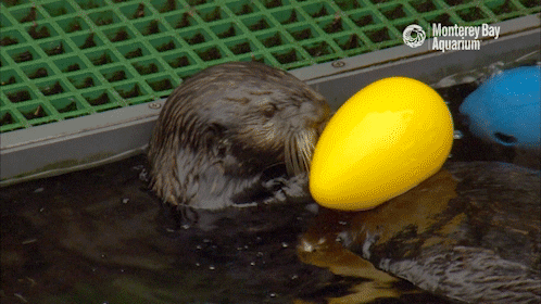 hungry sea otter GIF by Monterey Bay Aquarium