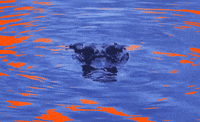alligator uf GIF by University of Florida