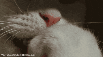 cat tongue GIF by PBS Digital Studios