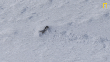 Nat Geo Sport GIF by National Geographic Channel