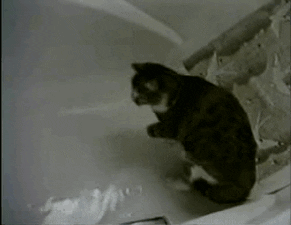 cat water GIF