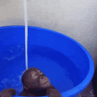 baby monkey GIF