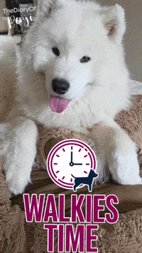 Dog GIF