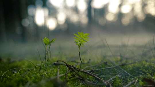 smoke forest GIF by Living Stills