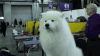 westminster dog show GIF by Westminster Kennel Club