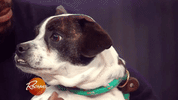 dog puppy GIF by Rachael Ray Show
