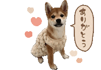 Shibasoa しばいぬ 柴 柴そあ そあ Sticker