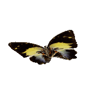michaeldamnitz butterfly schmetterling damnitz michaeldamnitz Sticker