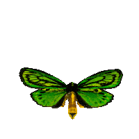 michaeldamnitz butterfly schmetterling damnitz michaeldamnitz Sticker