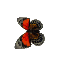 michaeldamnitz butterfly schmetterling damnitz michaeldamnitz Sticker
