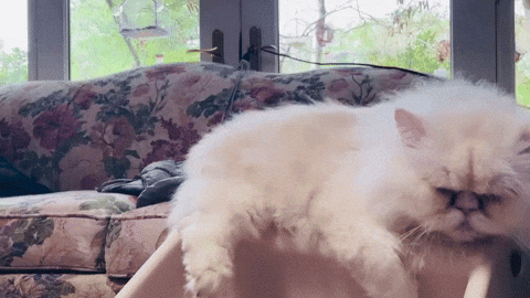 parkercross1 buck 4725 GIF