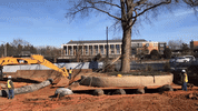 washington d.c. oak GIF by WAMU