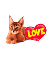 Cat Love Sticker by VIPLEO® is the cattery founder of legal caracats.