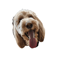 Australian Labradoodle Tot Sticker by doodlepro