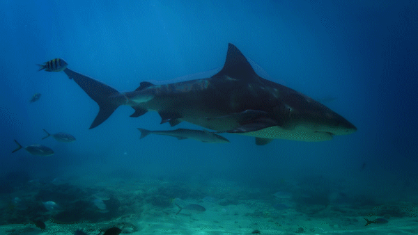 water dive GIF by Shark Week