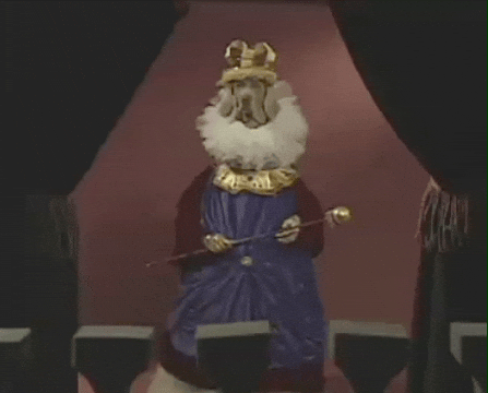 William Wegman Dog GIF by Jason Clarke