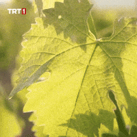 Leaf Vine GIF by TRT