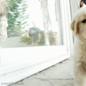National Puppy Day GIF