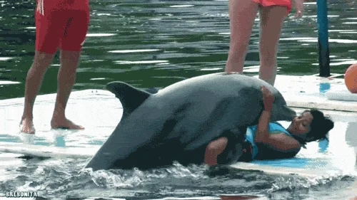 Dolphin Sex GIFs - Find & Share on GIPHY   