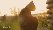 youtube red cat GIF by YouTube Originals