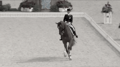 dressage GIF