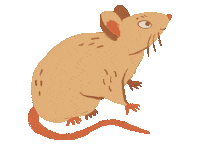 Mouse Rat Sticker
