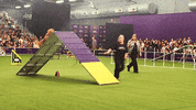 dog show dogs GIF by Westminster Kennel Club