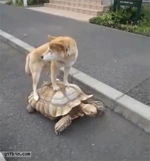tortoise GIF