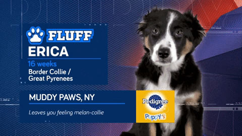 Animal Planet GIF by Puppy Bowl