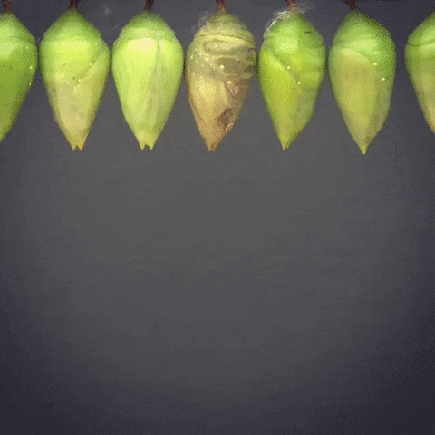 metamorphosis GIF
