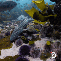 Ocean Eating GIF by Shark Week