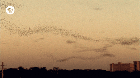 pbs adventure GIF by EARTH A New Wild