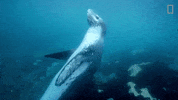 national geographic GIF by Nat Geo Wild
