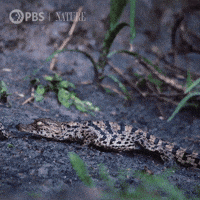 Baby Africa GIF by Nature on PBS