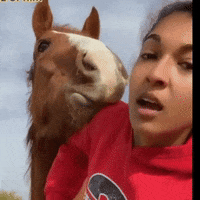 dezmineann black eating silly horse GIF