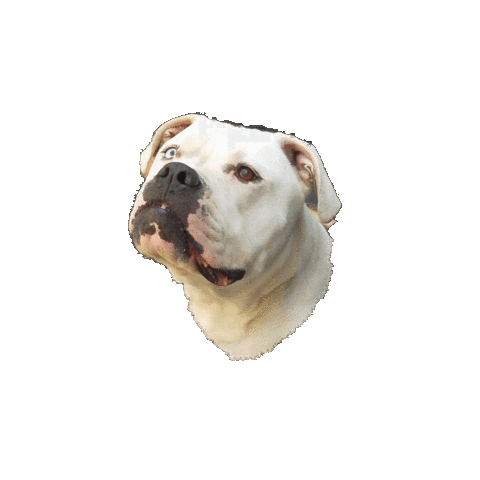 Ehondenschool giphyupload bulldog denim americanbulldog Sticker