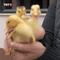 Happy Duck GIF by TRT