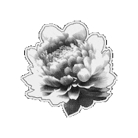 Mothers Day Flower Sticker by CDL_SM