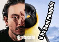 tbhasad penguin hasan hasan raheem tbhasaddd GIF