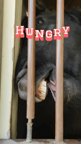IrinaMania hungry eating horse GIF