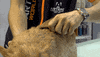 Dogs Stripping GIF by Artero Professional Line