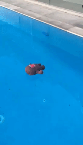 Dog Saves His Favorite Toy From the Pool