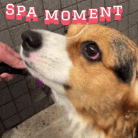 Corgi Milo GIF