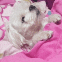 Puppy GIF