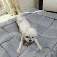 Puppy GIF