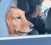Dog Car GIF