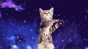 johnbeckers cat space pizza cats GIF